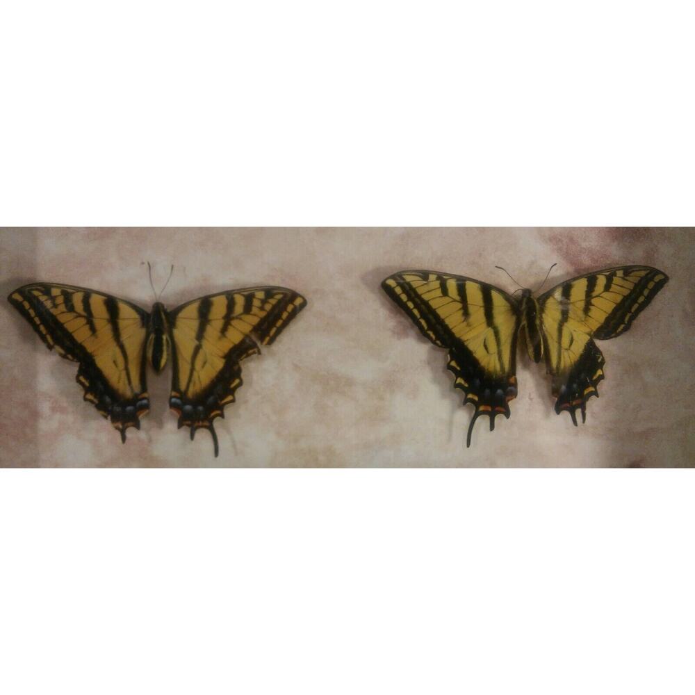 Butterfly Mounts - in 21 x 17" frame - Picture 4 of 8
